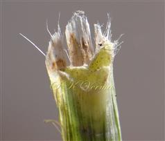   Ligule